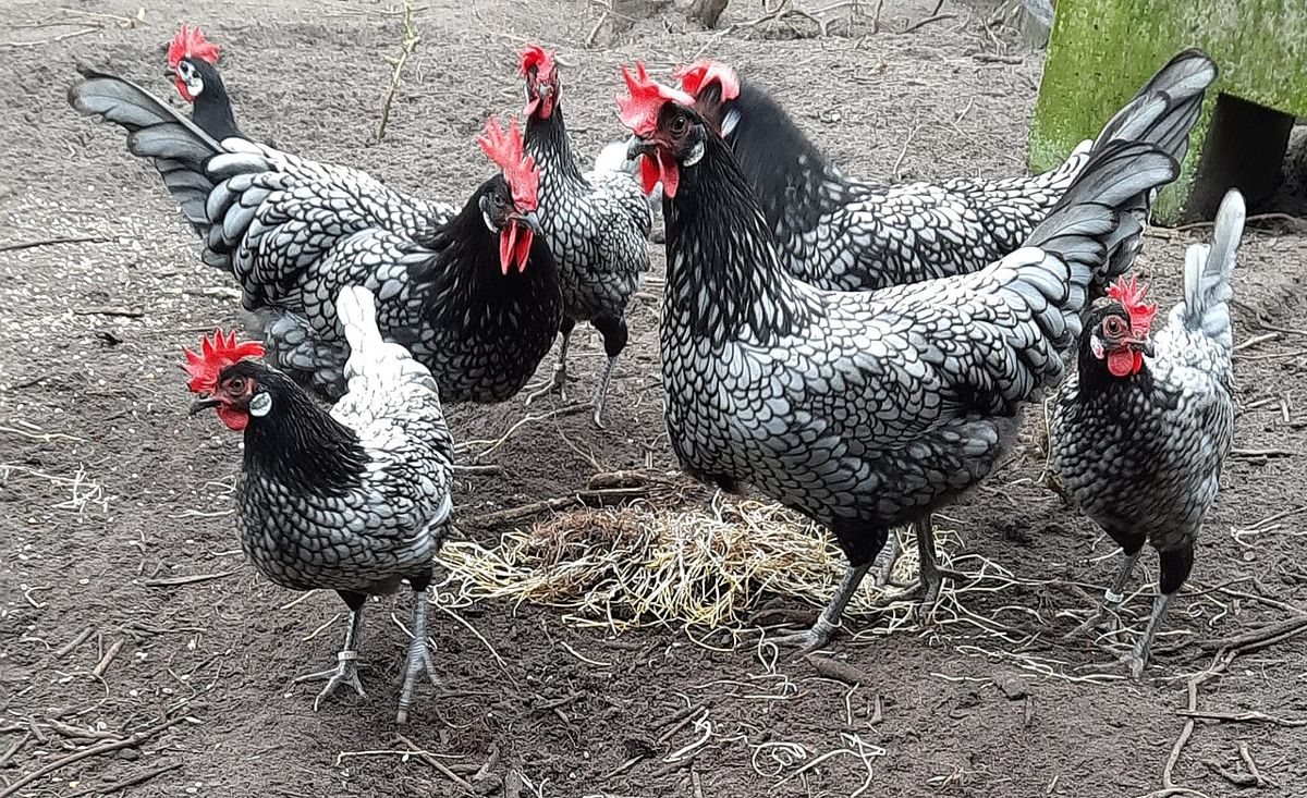 Galline in un cortile