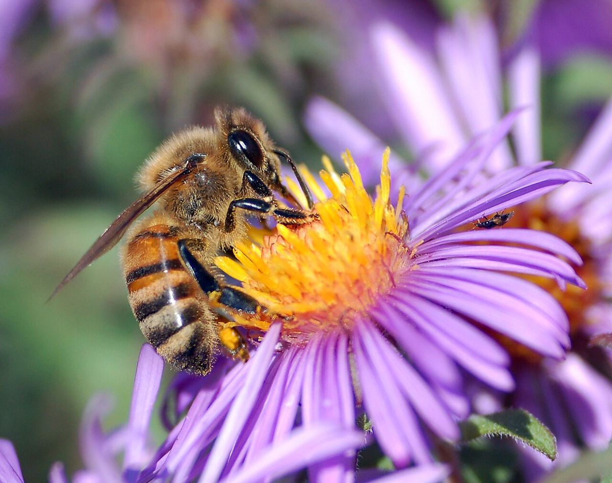 Ape su un fiore viola che raccoglie il nettare