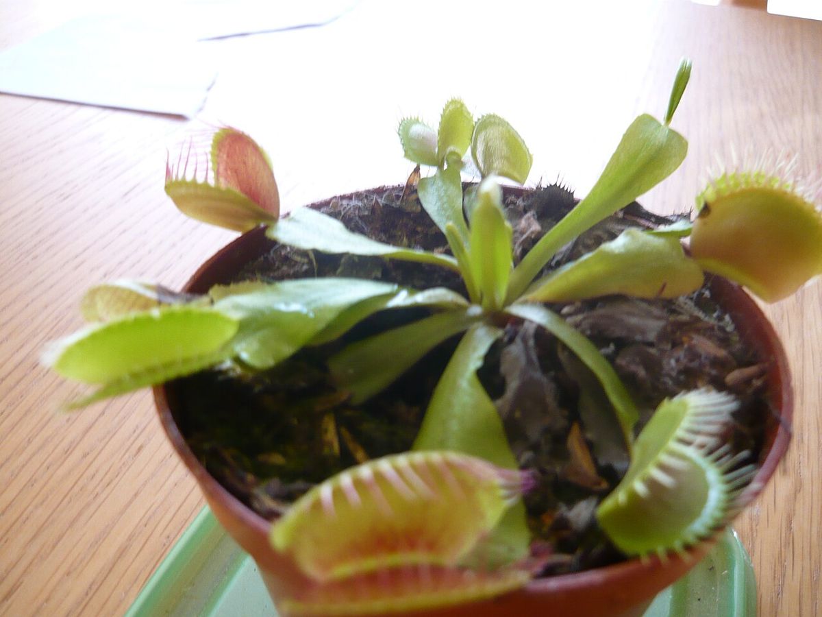 Dionea in vaso con le trappole aperte