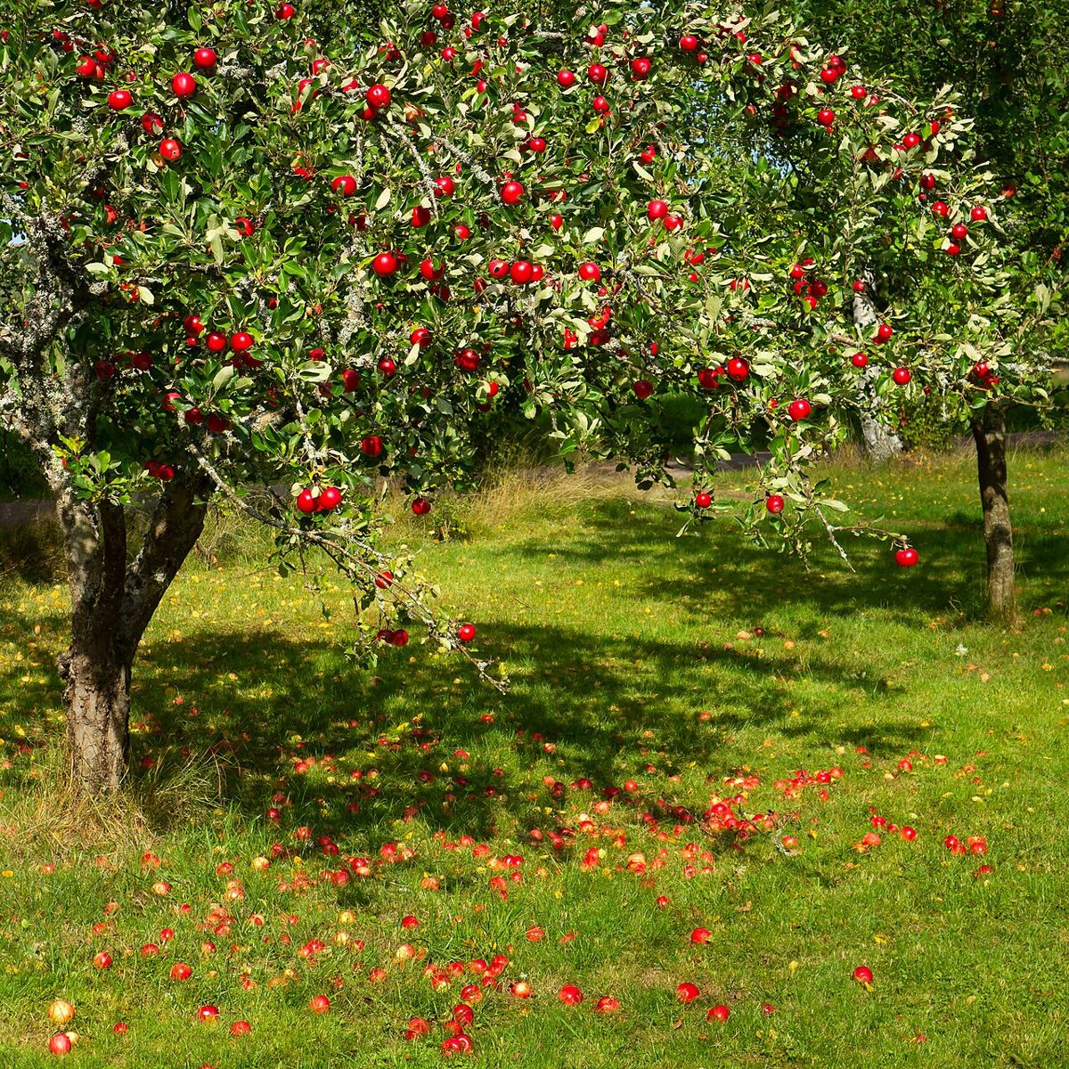 Melo carico di mele rosse in un frutteto