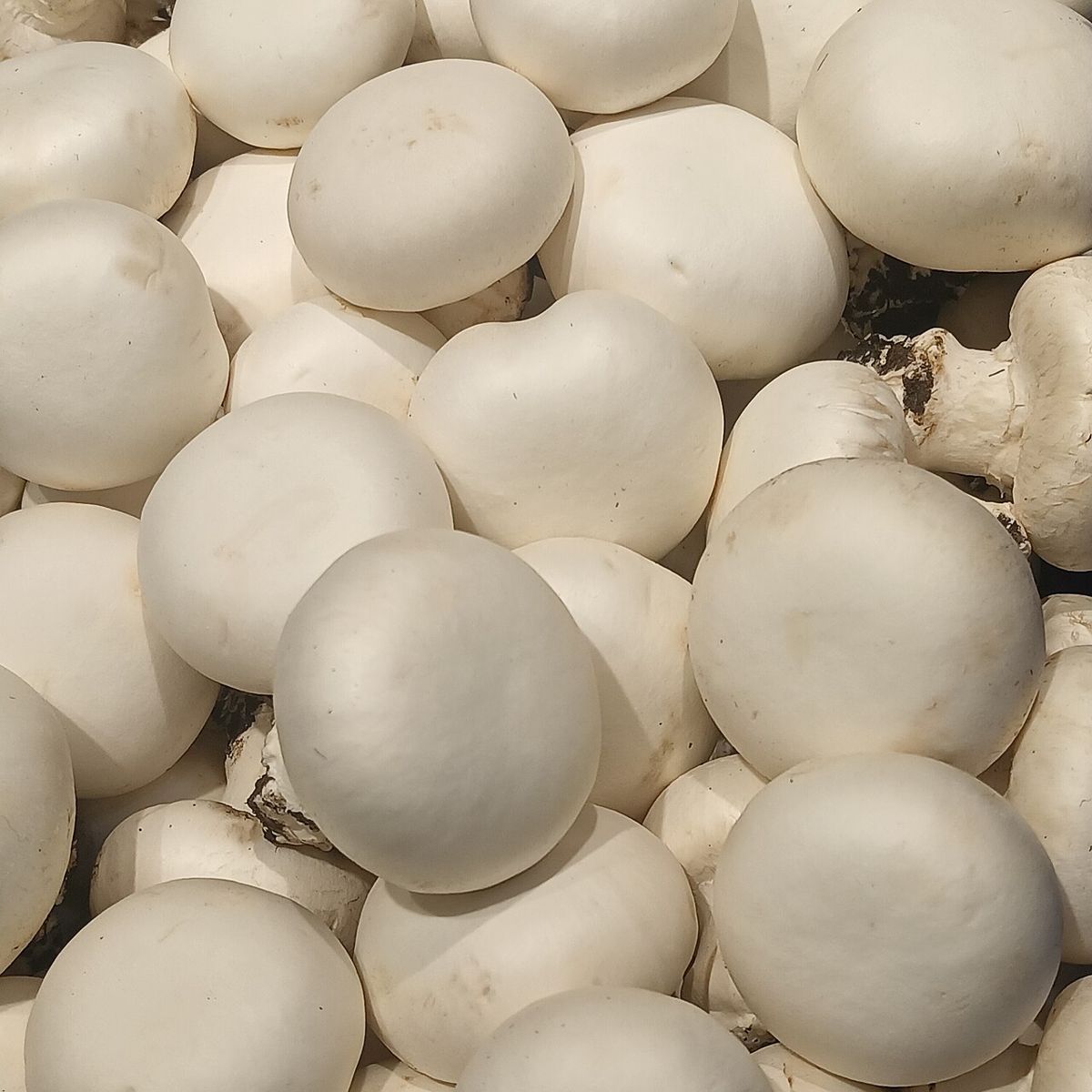 Funghi champignon bianchi