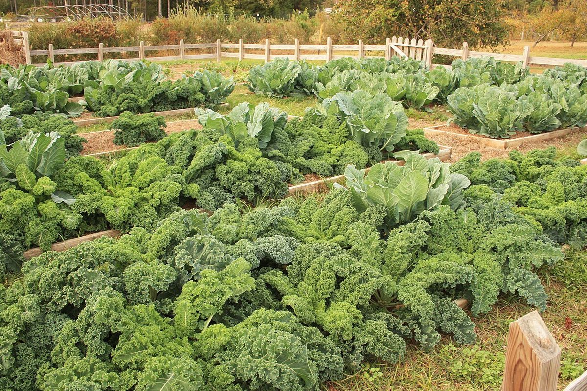 Aiuole rialzate con cavolo nero e cavoli