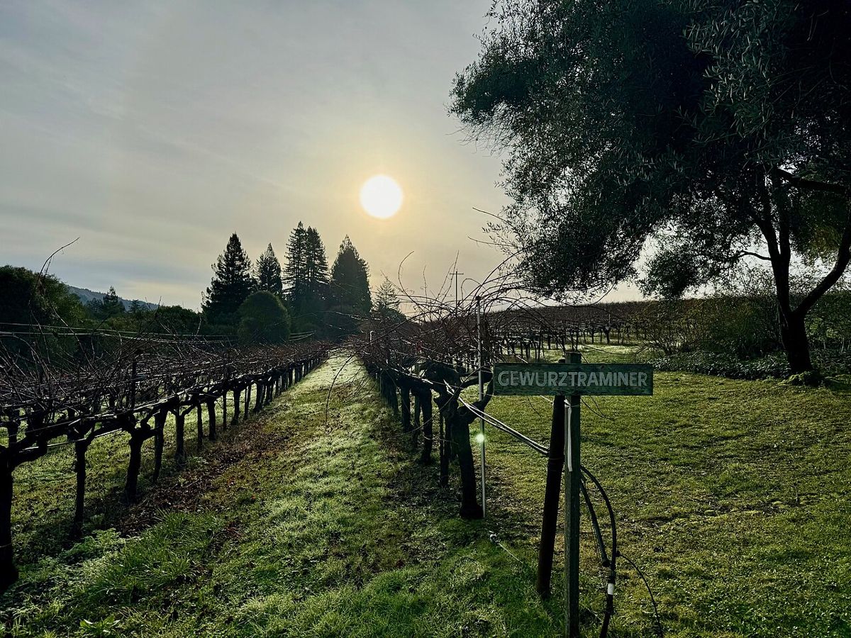 Filare di vite al tramonto
